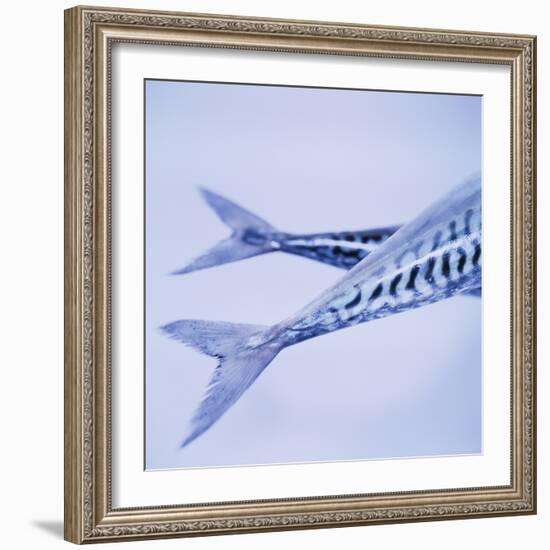 Mackerel Fish Tails-Cristina-Framed Premium Photographic Print