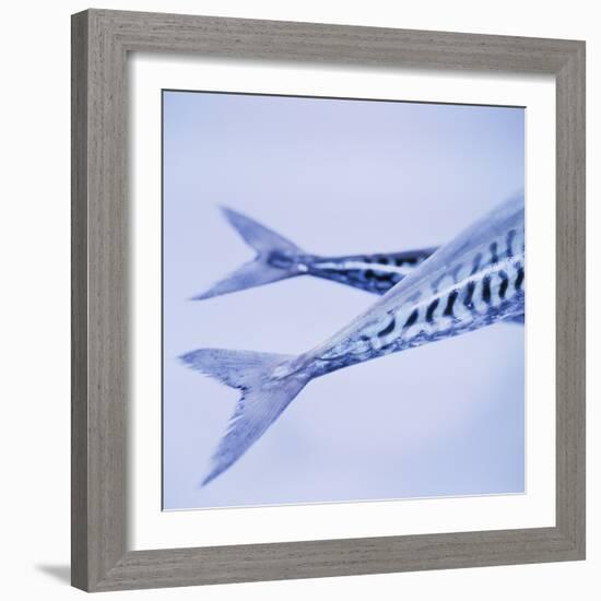 Mackerel Fish Tails-Cristina-Framed Premium Photographic Print