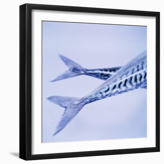 Mackerel Fish Tails-Cristina-Framed Premium Photographic Print