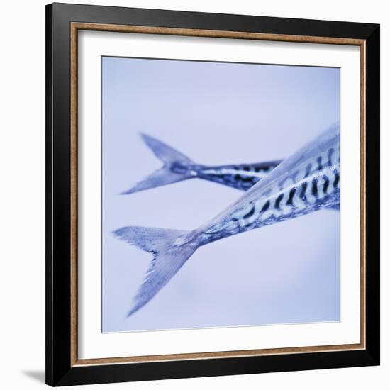 Mackerel Fish Tails-Cristina-Framed Premium Photographic Print