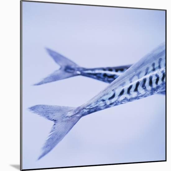 Mackerel Fish Tails-Cristina-Mounted Premium Photographic Print