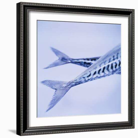 Mackerel Fish Tails-Cristina-Framed Premium Photographic Print