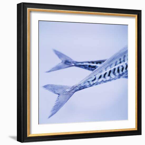 Mackerel Fish Tails-Cristina-Framed Premium Photographic Print
