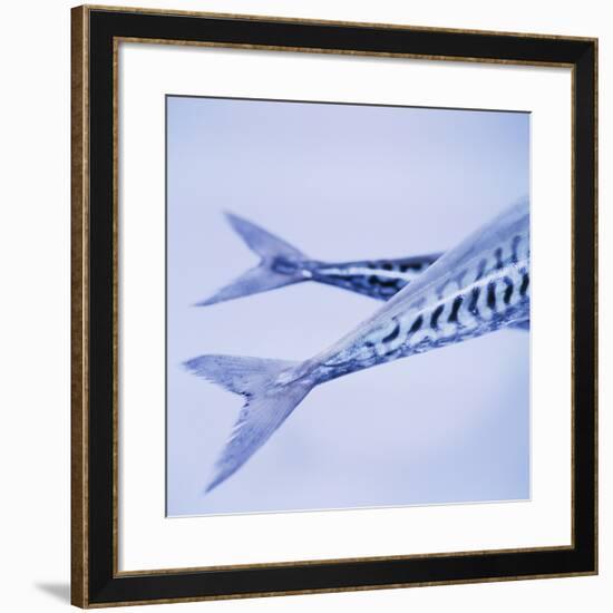 Mackerel Fish Tails-Cristina-Framed Photographic Print