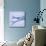Mackerel Fish Tails-Cristina-Mounted Photographic Print displayed on a wall
