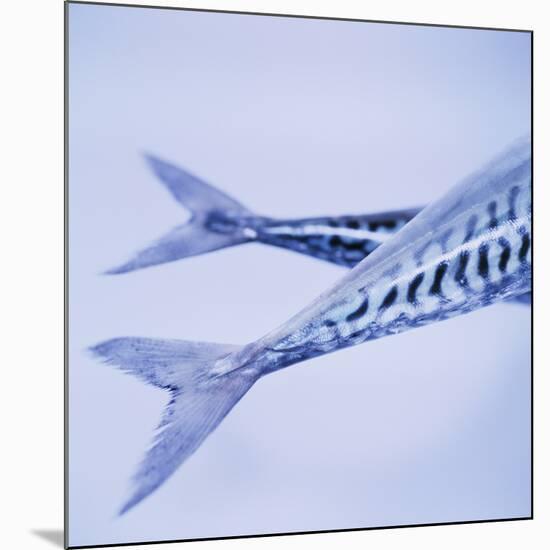 Mackerel Fish Tails-Cristina-Mounted Photographic Print