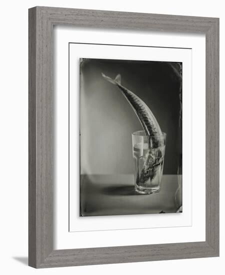 Mackerel in a Water Glass-Dave King-Framed Photographic Print