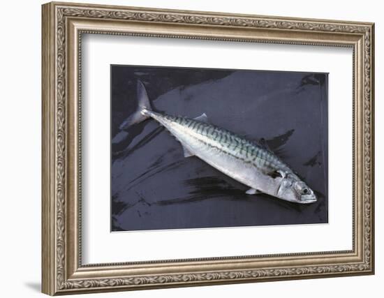 Mackerel, Scomber Scombrus, Dead, Catch-Newly, Animal-Carl-Werner Schmidt-Luchs-Framed Photographic Print