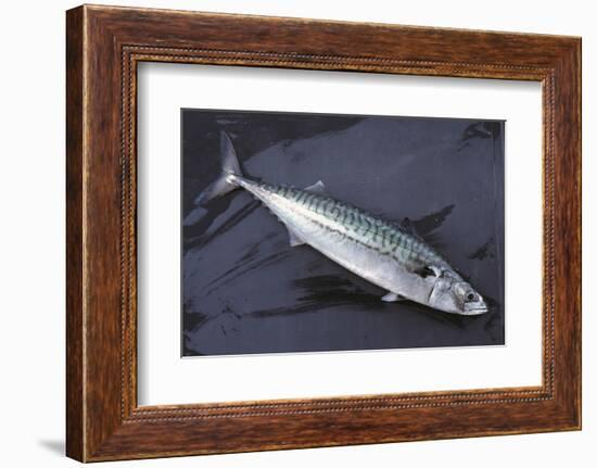 Mackerel, Scomber Scombrus, Dead, Catch-Newly, Animal-Carl-Werner Schmidt-Luchs-Framed Photographic Print