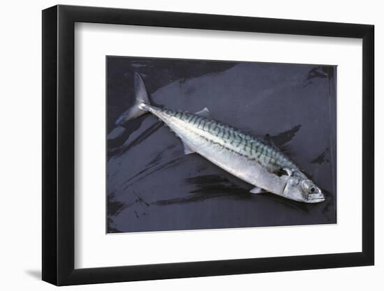 Mackerel, Scomber Scombrus, Dead, Catch-Newly, Animal-Carl-Werner Schmidt-Luchs-Framed Photographic Print