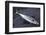 Mackerel, Scomber Scombrus, Dead, Catch-Newly, Animal-Carl-Werner Schmidt-Luchs-Framed Photographic Print