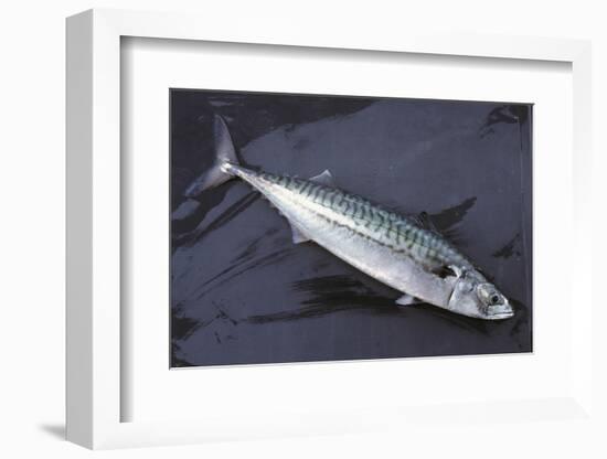 Mackerel, Scomber Scombrus, Dead, Catch-Newly, Animal-Carl-Werner Schmidt-Luchs-Framed Photographic Print