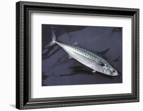 Mackerel, Scomber Scombrus, Dead, Catch-Newly, Animal-Carl-Werner Schmidt-Luchs-Framed Photographic Print