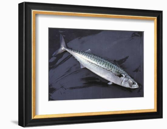 Mackerel, Scomber Scombrus, Dead, Catch-Newly, Animal-Carl-Werner Schmidt-Luchs-Framed Photographic Print