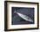 Mackerel, Scomber Scombrus, Dead, Catch-Newly, Animal-Carl-Werner Schmidt-Luchs-Framed Photographic Print