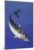Mackerel (Scomber Scombrus), Scombridae, Drawing-null-Mounted Giclee Print