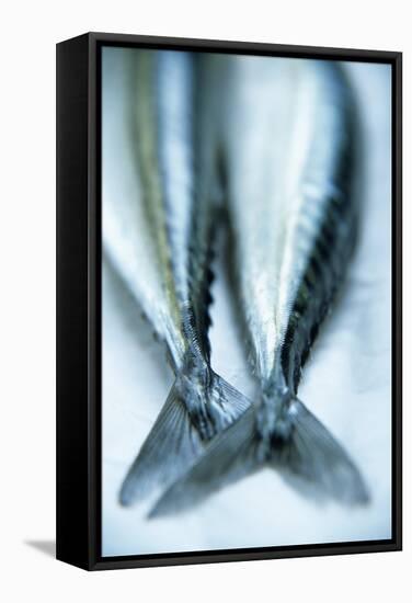Mackerel Tails-Veronique Leplat-Framed Premier Image Canvas
