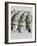 Mackerel-Mauricio Abreu-Framed Photographic Print