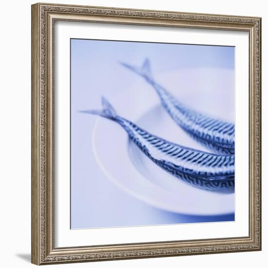 Mackerel-Cristina-Framed Premium Photographic Print