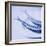 Mackerel-Cristina-Framed Premium Photographic Print