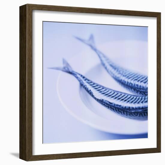 Mackerel-Cristina-Framed Premium Photographic Print