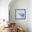 Mackerel-Cristina-Framed Premium Photographic Print displayed on a wall