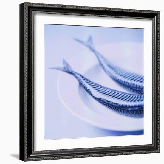 Mackerel-Cristina-Framed Premium Photographic Print