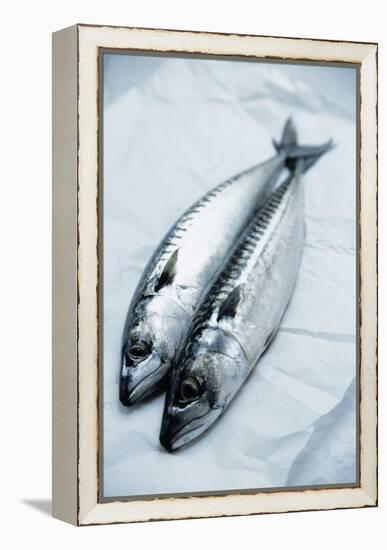 Mackerel-Veronique Leplat-Framed Premier Image Canvas