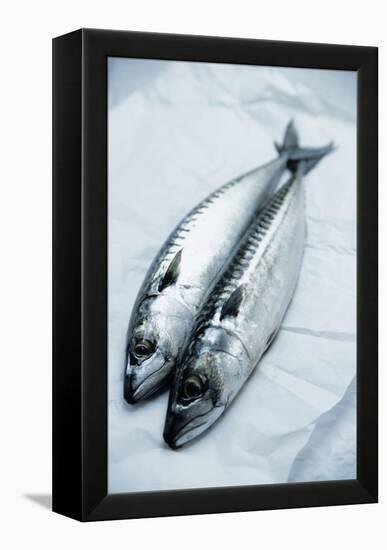 Mackerel-Veronique Leplat-Framed Premier Image Canvas