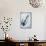 Mackerel-Veronique Leplat-Framed Premier Image Canvas displayed on a wall