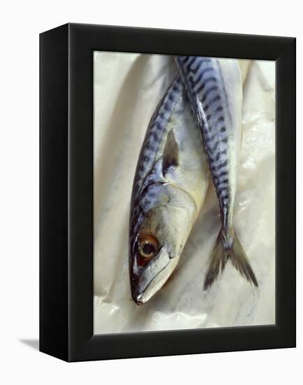 Mackerel-David Munns-Framed Premier Image Canvas