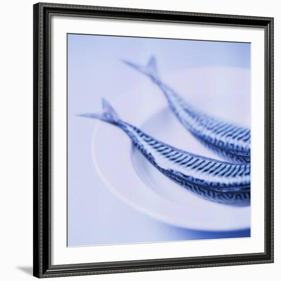 Mackerel-Cristina-Framed Photographic Print