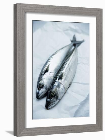 Mackerel-Veronique Leplat-Framed Photographic Print