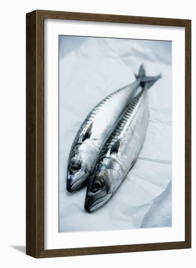 Mackerel-Veronique Leplat-Framed Photographic Print