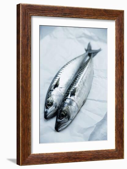 Mackerel-Veronique Leplat-Framed Photographic Print