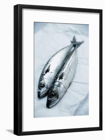 Mackerel-Veronique Leplat-Framed Photographic Print