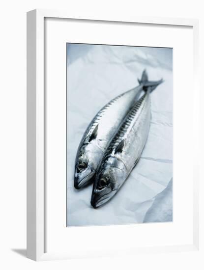 Mackerel-Veronique Leplat-Framed Photographic Print