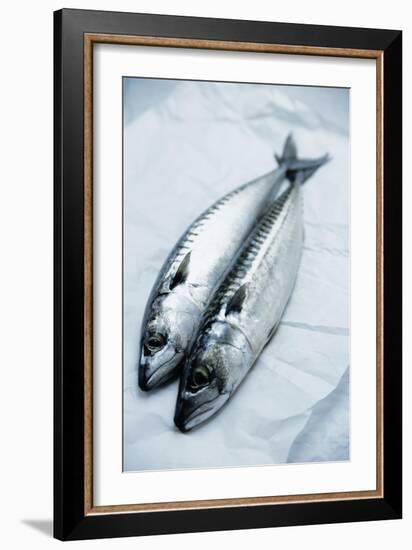 Mackerel-Veronique Leplat-Framed Photographic Print