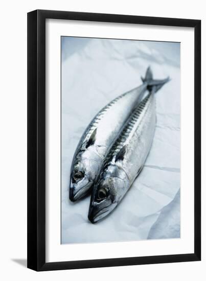 Mackerel-Veronique Leplat-Framed Photographic Print