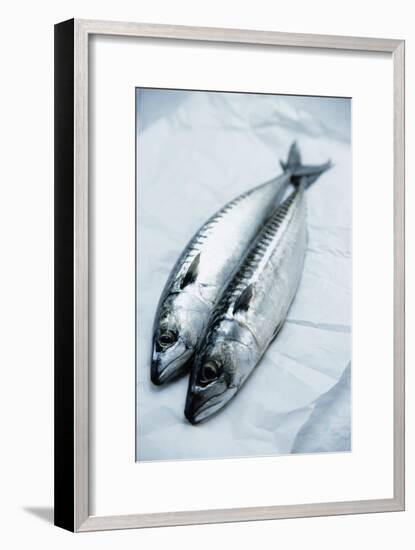 Mackerel-Veronique Leplat-Framed Photographic Print