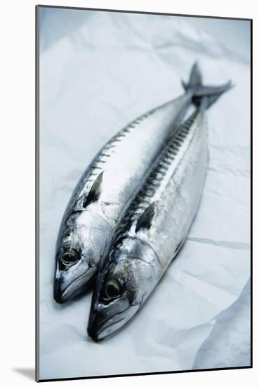 Mackerel-Veronique Leplat-Mounted Photographic Print