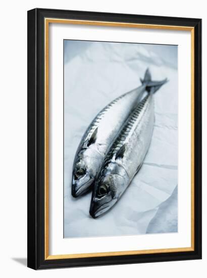 Mackerel-Veronique Leplat-Framed Photographic Print