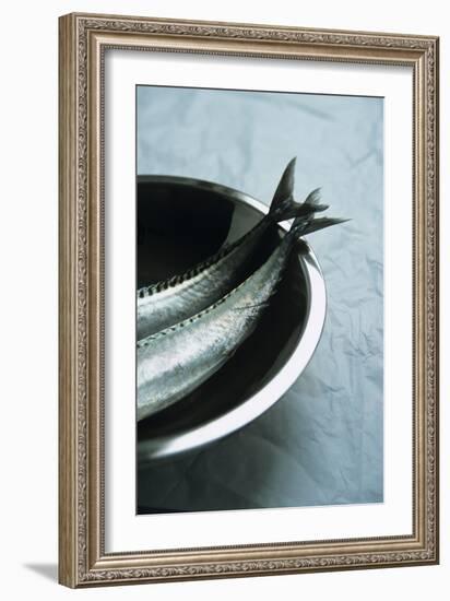 Mackerel-Veronique Leplat-Framed Photographic Print