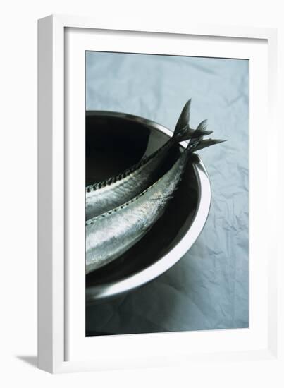 Mackerel-Veronique Leplat-Framed Photographic Print