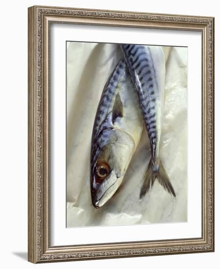 Mackerel-David Munns-Framed Photographic Print