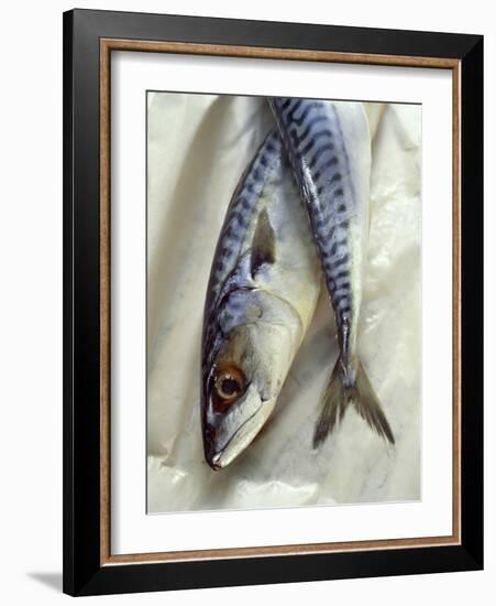 Mackerel-David Munns-Framed Photographic Print
