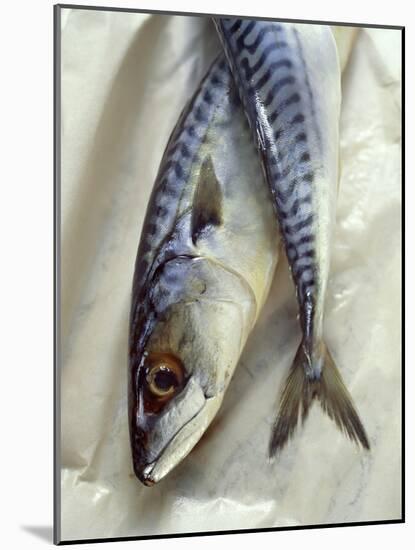 Mackerel-David Munns-Mounted Photographic Print