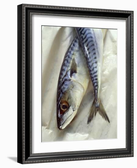 Mackerel-David Munns-Framed Photographic Print