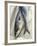 Mackerel-David Munns-Framed Photographic Print