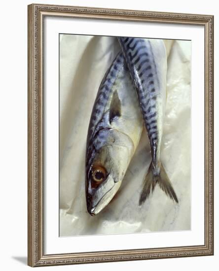 Mackerel-David Munns-Framed Photographic Print